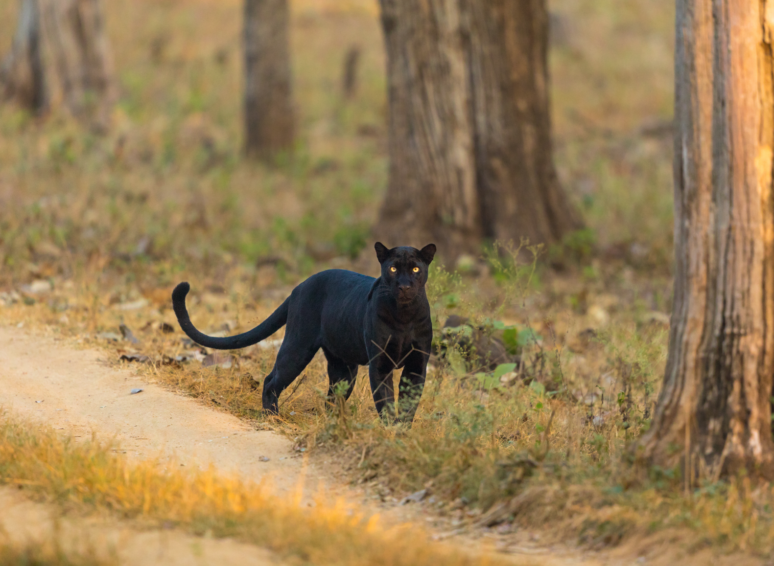 Black leopard staring at the camera